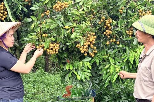 Nâng tầm giá trị quả nhãn Sơn La