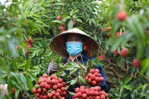 Luật SHTT 2026 mở đường cho HTX biến thương hiệu thành tài sản