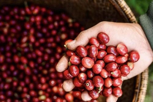 Tăng mạnh, giá cà phê tiến gần mốc 100.000 đồng/kg