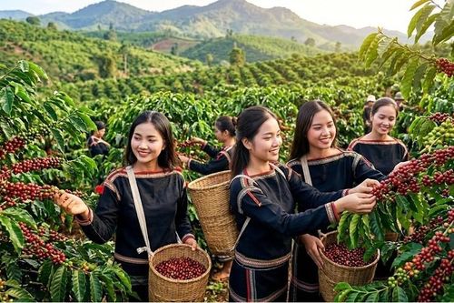Giá cà phê hôm nay 31.7 giảm mạnh, cao nhất còn 96.800 đồng/kg
