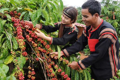 Bản tin nông sản hôm nay (31-7): Giá cà phê giảm, giá hồ tiêu ổn định
