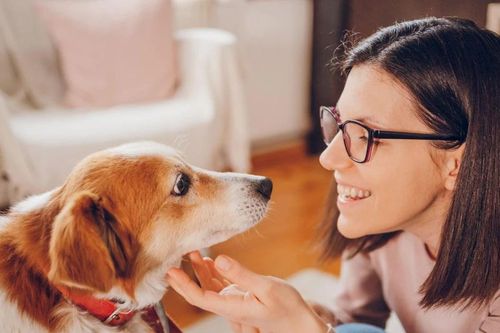 Bí mật khoa học gây kinh ngạc: Chó thực sự hiểu con người đến đâu?