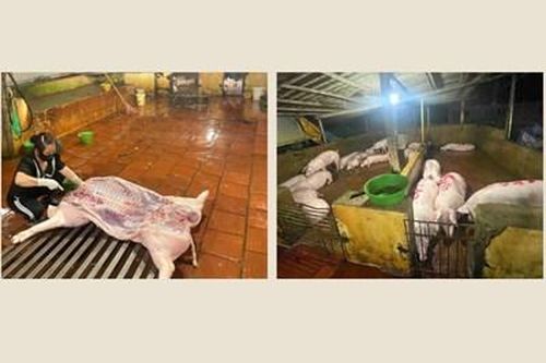 Phát hiện và xử lý 2 cơ sở giết mổ lợn hoạt động không đúng quy định
