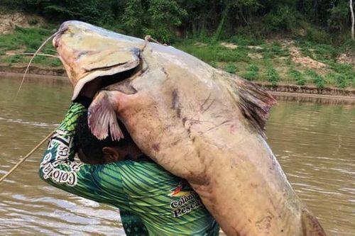 Cần thủ bắt được con cá trê nặng 68kg trên sông