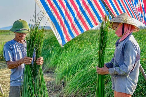 'Mùa vàng' trên cánh đồng cói lớn nhất Thanh Hóa