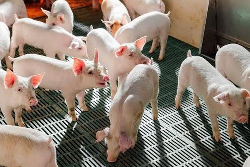 Doanh thu quý II/2026 của Nông nghiệp Hòa Phát giảm gần 32%, lợi nhuận lao dốc