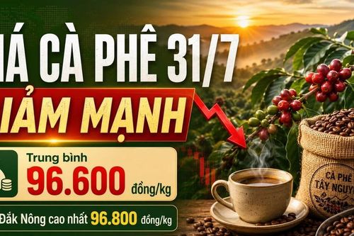 Giá cà phê hôm nay 31/7 quay đầu giảm sau phiên tăng nóng
