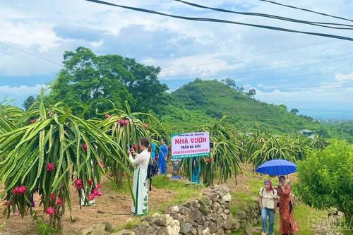 Theo mùa trái ngọt về 'Nông trại bốn mùa' phường Trung Tâm
