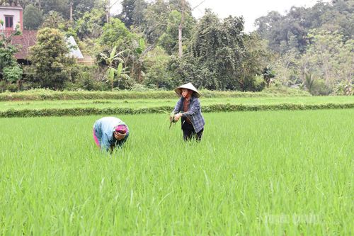 Bám đồng chăm lúa, hướng tới vụ mùa bội thu