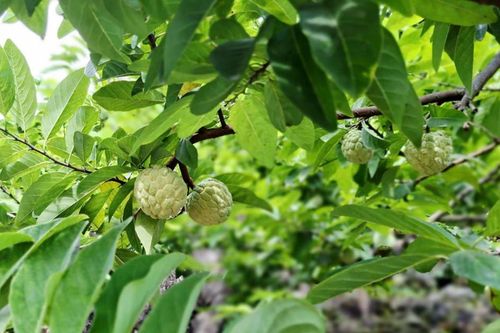 Xã La Hiên, Thái Nguyên: Quảng bá, nâng cao giá trị nông sản địa phương