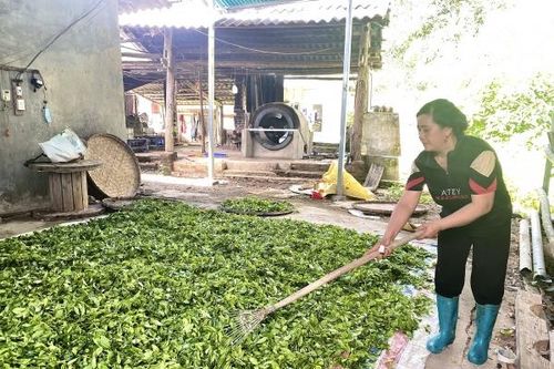 Nữ Bí thư chi bộ, Trưởng xóm năng động làm giàu trên chính quê hương