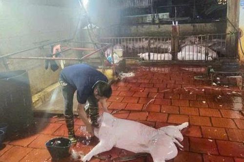 Hà Nội: Phát hiện 2 cơ sở giết mổ lợn không đảm bảo điều kiện vệ sinh