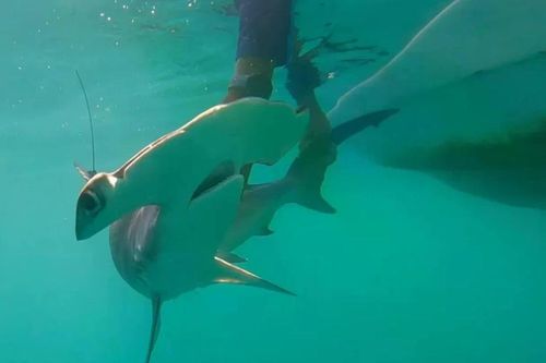 Galápagos- 'nhà trẻ thiên nhiên' của cá mập búa trơn
