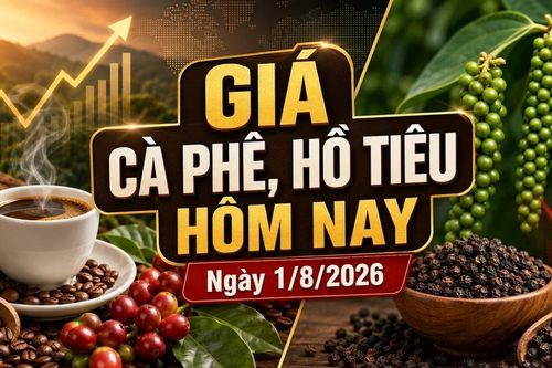 Giá cà phê, hồ tiêu hôm nay 1/8/2026 đồng loạt đi ngang