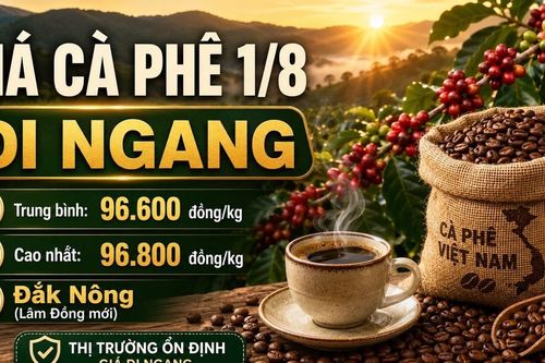 Giá cà phê hôm nay 1/8 giữ ổn định, cao nhất 96.800 đồng/kg