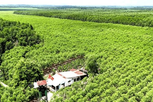Nâng cao hiệu quả hoạt động Quỹ nông nghiệp và môi trường Đồng Nai Chuyển hóa giá trị sinh thái của rừng thành nguồn lực kinh tế quan trọng