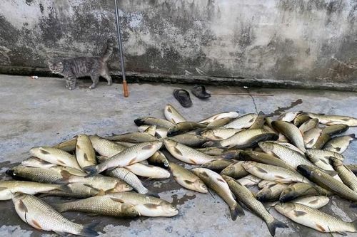 Tp. Huế: Cá nuôi lồng trên sông Bồ chết hàng loạt, địa phương khẩn trương vào cuộc