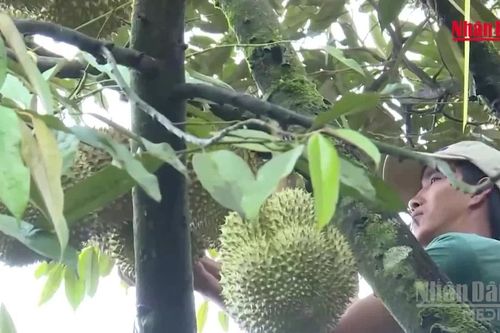 [Video] Phân cấp cho cấp xã cấp mã số vùng trồng, cơ sở đóng gói
