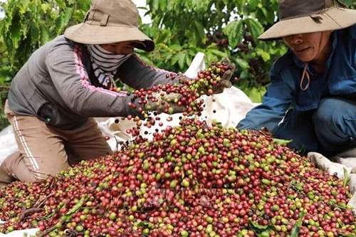 Bản tin nông sản hôm nay (2-8): Giá cà phê, hồ tiêu duy trì ổn định
