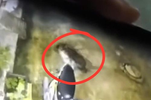 Truy tìm con chó 20kg lao vào tấn công bé trai 6 tuổi ở Đồng Nai