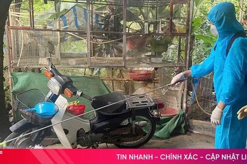 Hà Tĩnh siết chặt công tác phòng, chống dịch cúm gia cầm H5N1