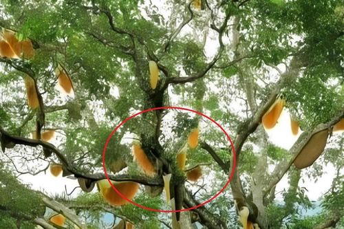Nhìn lên cây sung cổ thụ, người dân sửng sốt chứng kiến cảnh tượng 'nổi da gà'