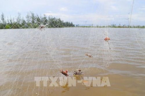Những 'trận địa' bẫy chim tận diệt ven biển