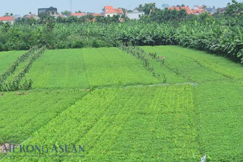 Chương trình hành động của Bộ Chính trị thực hiện Kết luận 75 về bảo vệ môi trường