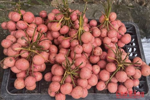 Quả dâu da rừng mang đậm hương vị núi rừng
