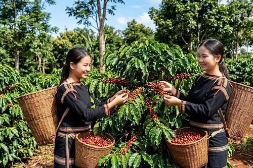 Giá cà phê hôm nay 3.8.2026 đi ngang, cao nhất 97.000 đồng/kg