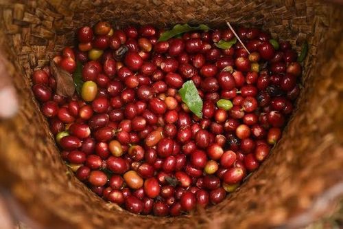 Giá nông sản hôm nay (3/8): Giá heo hơi chưa thoát khỏi xu hướng giảm, cà phê tăng nhẹ