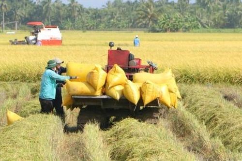 Sản xuất nông, lâm nghiệp duy trì ổn định trong 7 tháng đầu năm 2026