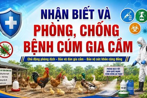 Nhận biết dấu hiệu và biện pháp phòng, chống bệnh Cúm gia cầm