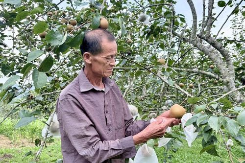 Quốc Khánh: Để cây lê phát triển bền vững