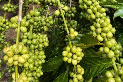 Giá cà phê hôm nay 3/8/2026: Tây Nguyên giảm nhẹ, Arabica tăng gần 6% trong tuần
