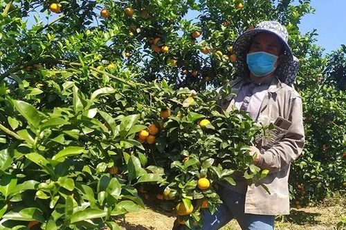 Phú Thọ phát triển cây có múi theo hướng bền vững