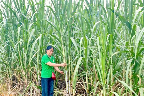 Nữ nông dân làm giàu trên vùng đất biên cương