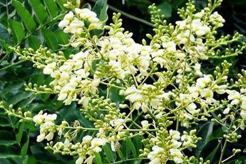 Loại nụ hoa quen thuộc chứa rutin tốt cho mạch máu, bác sĩ lưu ý không nên dùng theo 'truyền miệng'