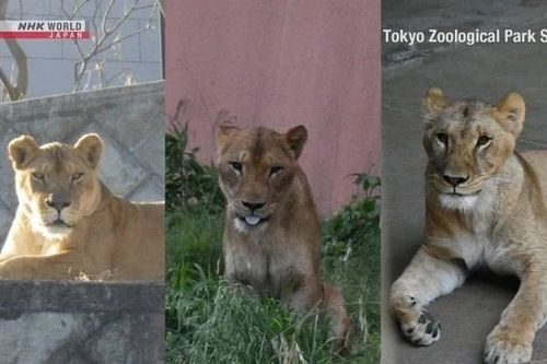 Ba con sư tử chết tại sở thú ở Tokyo, nghi bị sốc nhiệt