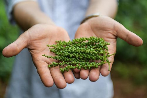 Xuất khẩu 'vàng đen' của Việt Nam: Tăng về lượng nhưng giảm về giá