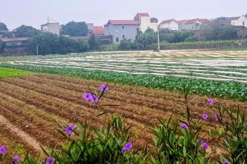 Đẩy nhanh hoàn thiện cơ sở dữ liệu đất đai, Hà Nội bước vào giai đoạn 'nước rút'