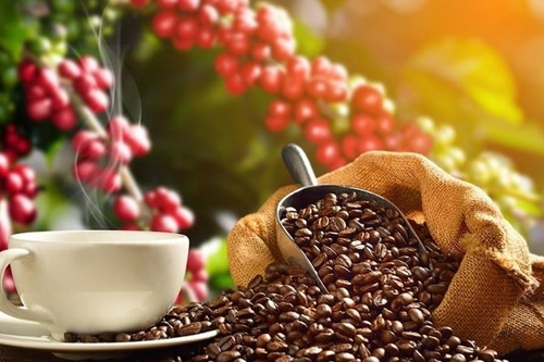 Bản tin nông sản hôm nay (4-8): Giá cà phê giảm