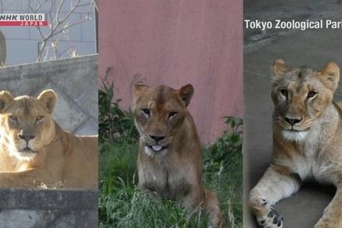 Ba con sư tử tại vườn thú Tokyo tử vong nghi do sốc nhiệt