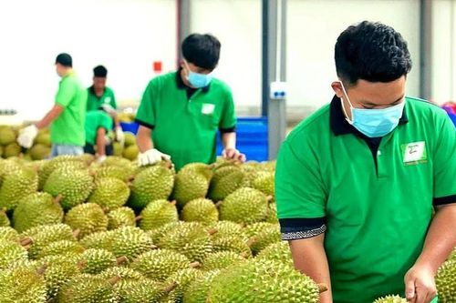Cấp mã số vùng trồng: Chuyển từ 'xin - cho' sang tự chịu trách nhiệm