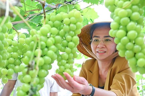 Phó Bí thư Tỉnh ủy Võ Thị Minh Sinh thăm mô hình nông nghiệp ứng dụng công nghệ cao ở Phủ Quỳ