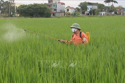 Kiểm soát thuốc bảo vệ thực vật để nâng chuẩn nông sản xuất khẩu