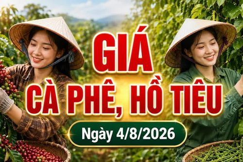 Giá cà phê hôm nay 4/8 giảm, hồ tiêu mất 1.000 đồng/kg