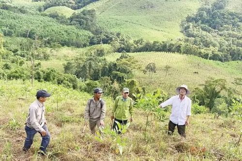 Bộ Nông nghiệp và Môi trường đề nghị các địa phương tăng tốc phát triển rừng gỗ lớn