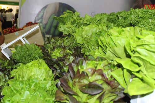 HTX tạo giá trị mới cho rau Đà Lạt bằng sở hữu trí tuệ và công nghệ số