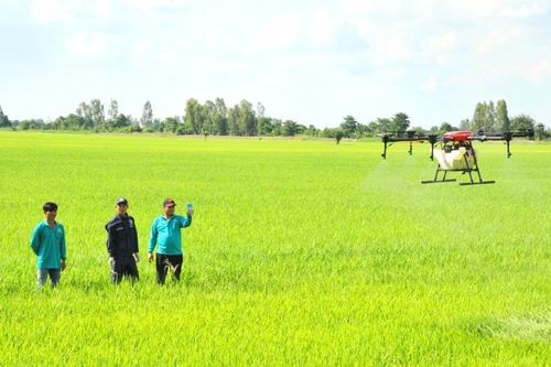 An Giang thúc đẩy liên kết doanh nghiệp - HTX để nâng giá trị lúa gạo công nghệ cao